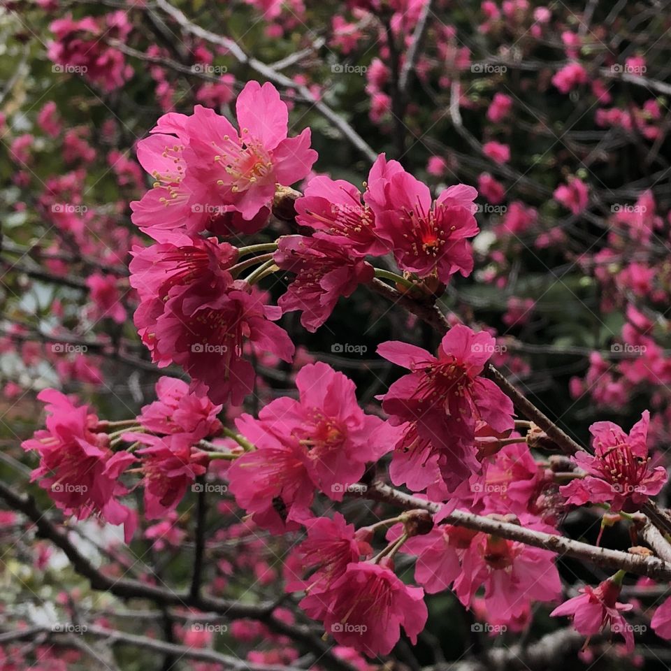 Cherry blossoms