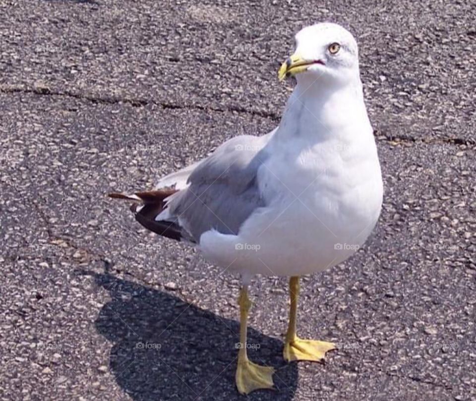 Seagull 