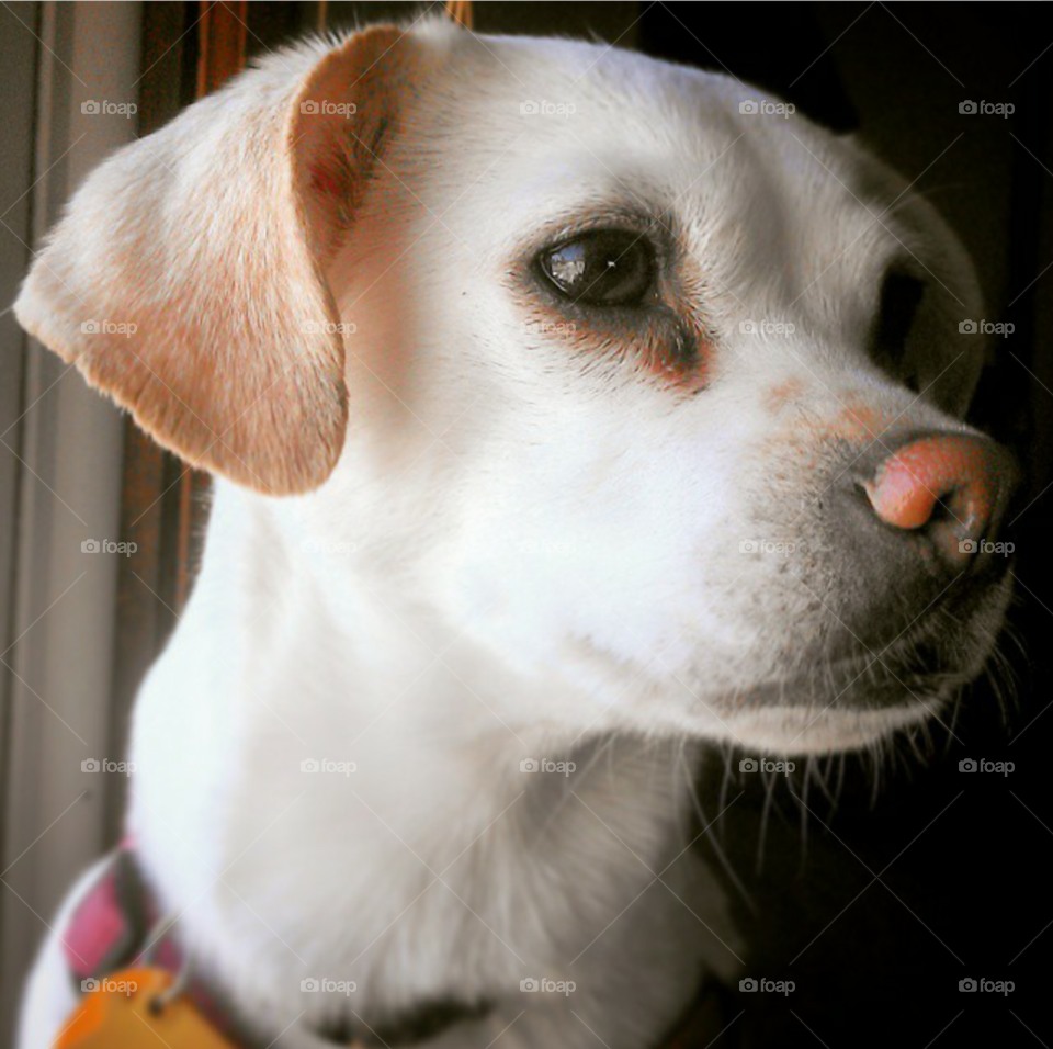 Dog, Cute, Pet, Puppy, Portrait