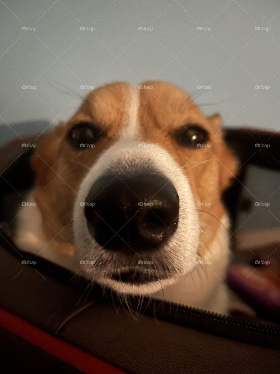 Do I look like seal?