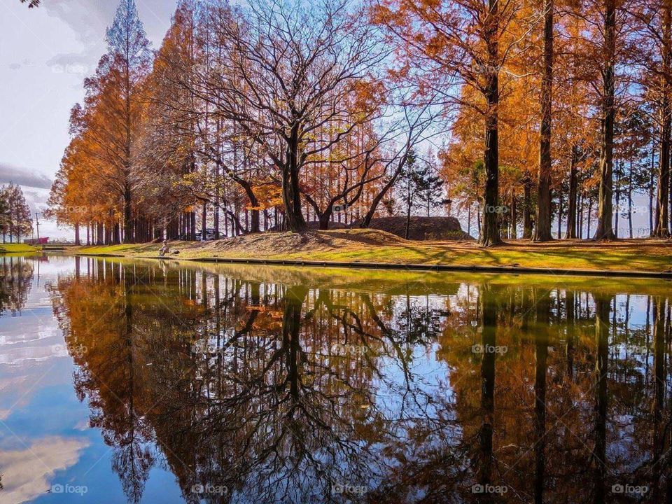 Uma linda cena de outono, num bosque repleto de árvores e com um lago cristalino.
