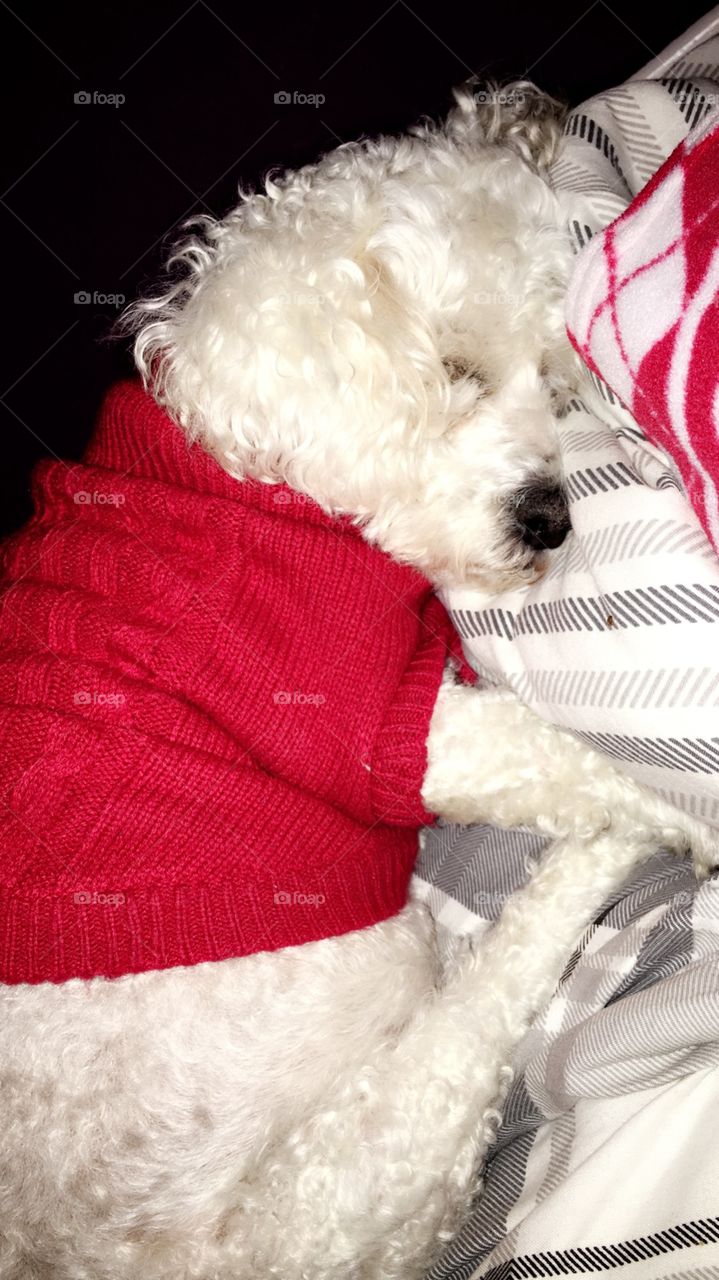 Cute dog asleep in a Christmas sweater