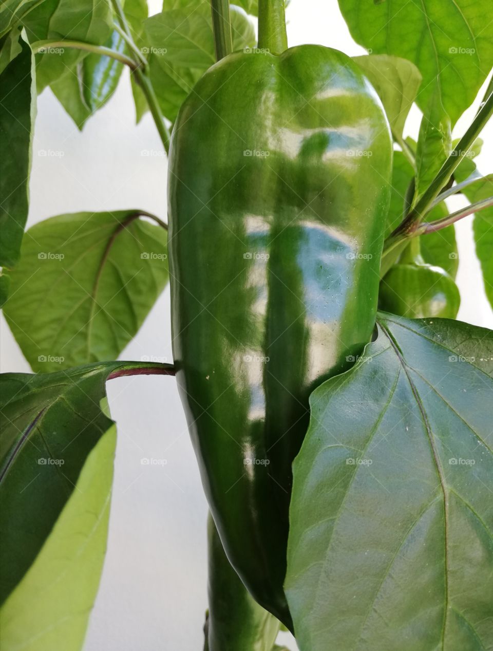 Fresh sweet pepper surrounded by green leaves with visible petioles and having reflection of the sun on the skin of bumped vegetable.