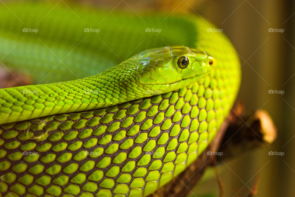 a nonvenomous North American colubrid. It is also referred to as the grass snake. It is a slender, "small medium" snake that measures 36–51 cm (14–20 in) as an adult. It gets its common name from its smooth dorsal scales, as opposed to the rough green snake, which has keeled dorsal scales. It is fou..nd in marshes, meadows, open woods, and along stream edges and is native to regions of Canada, Maine, Wisconsin, Illinois, Virginia, Wyoming, Utah, New Mexico, Iowa, Missouri, Colorado, Texas, Michigan and northern Mexico. A non-aggressive snake, it seldom bites and usually flees when threatened. It mates in late spring to summer and females lay their eggs from June to September