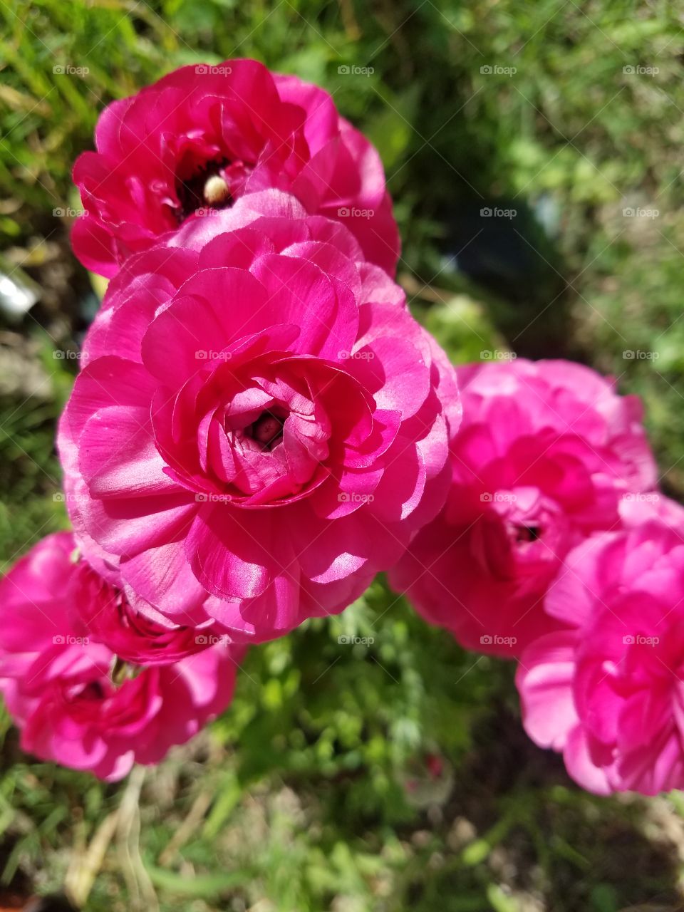 pink flowers (ranunculus)