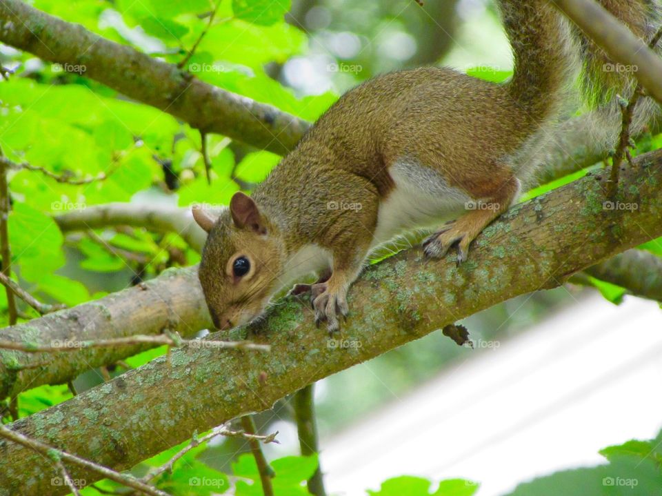 Animals,green,squirrel,wildlife 