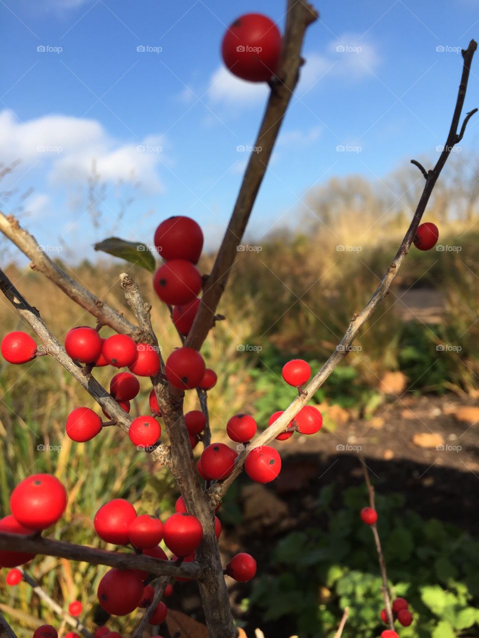 Closeup of red berries on twigs