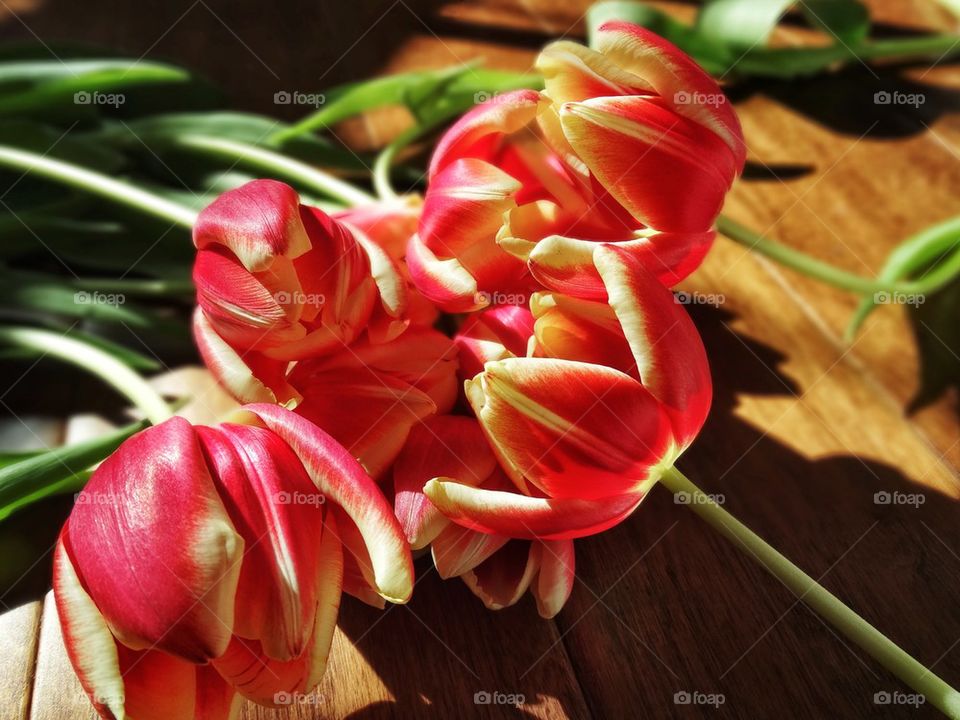 Red Tulips