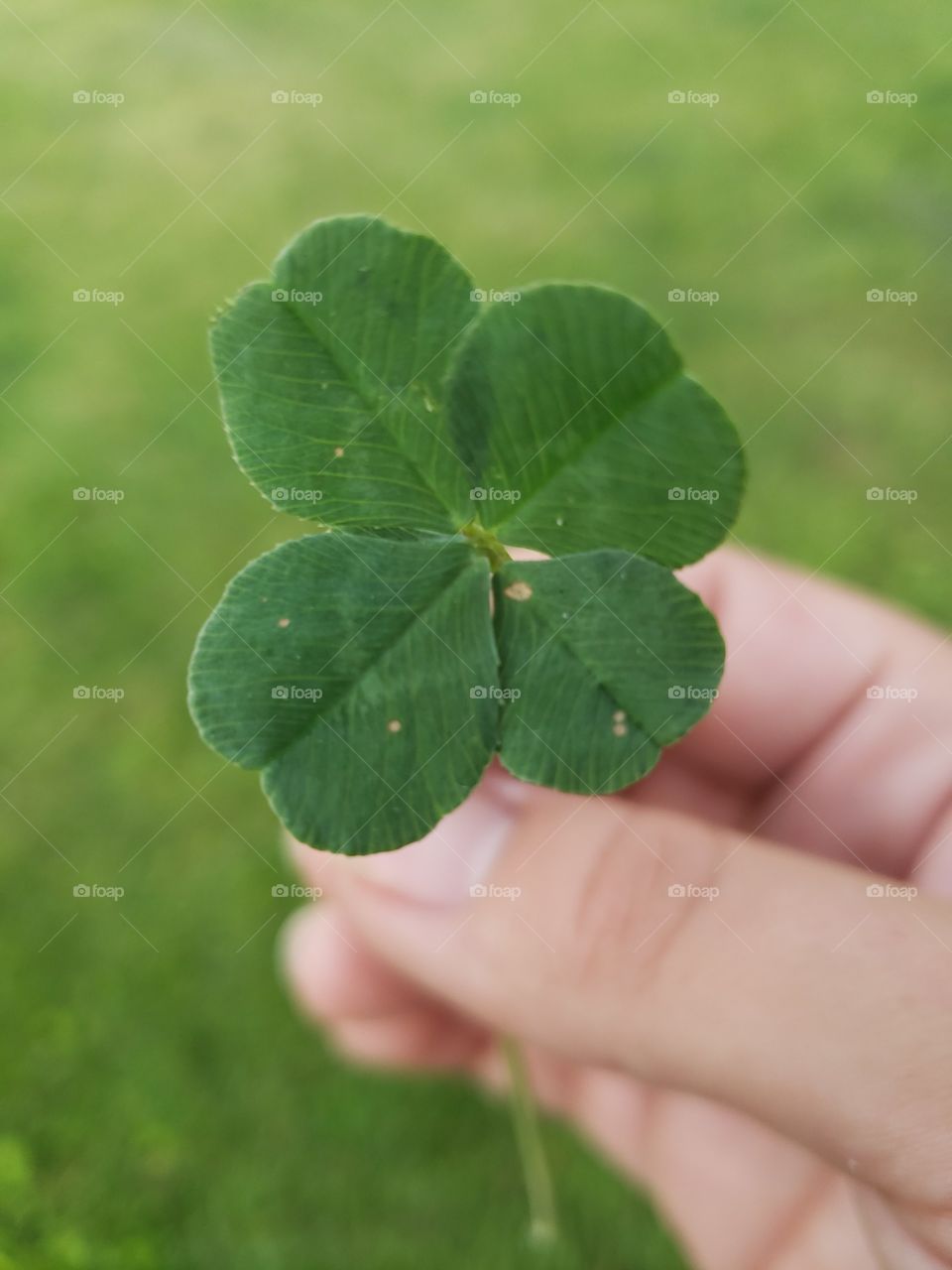 lucky fourleaf clover