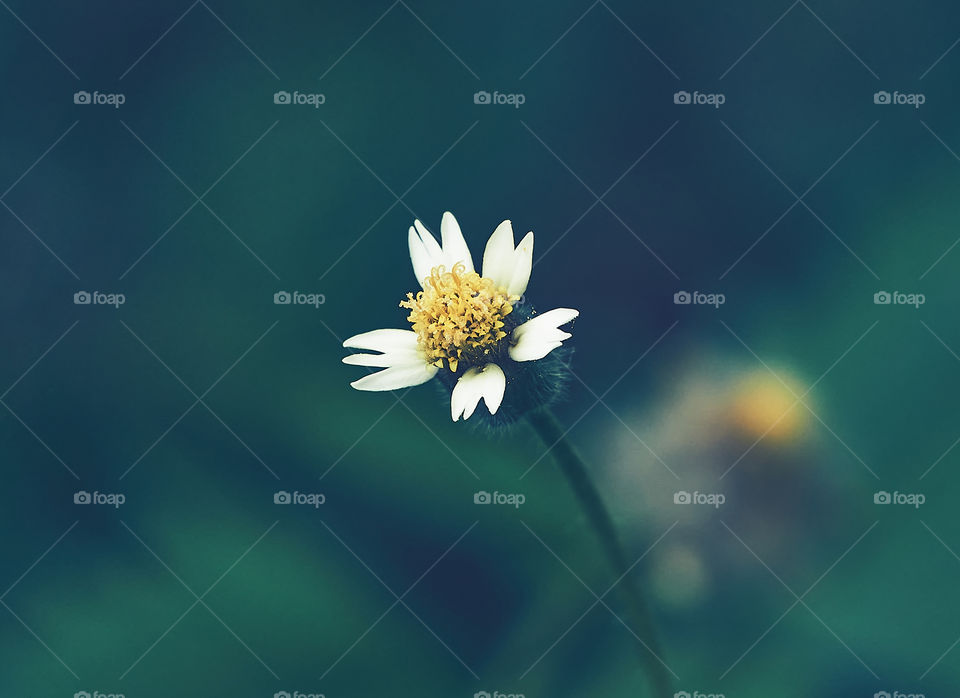 Floral photography  - Daisy