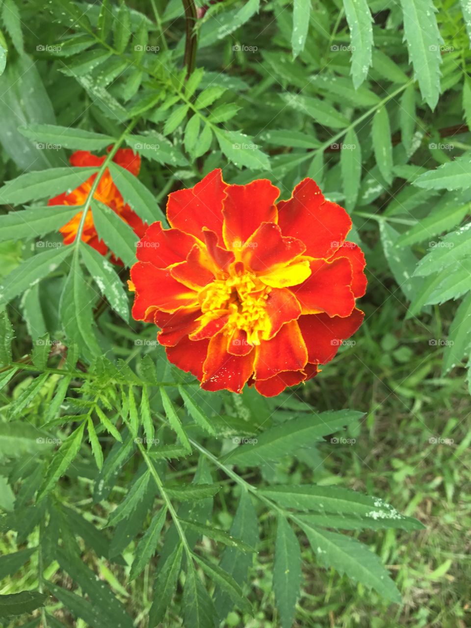 Multicolor Marigold