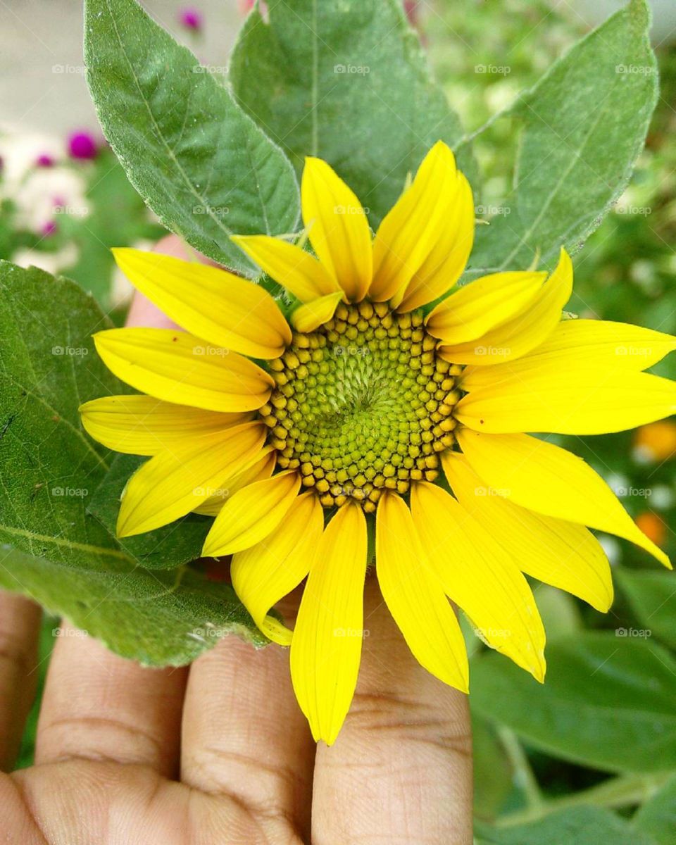Mini sunflower