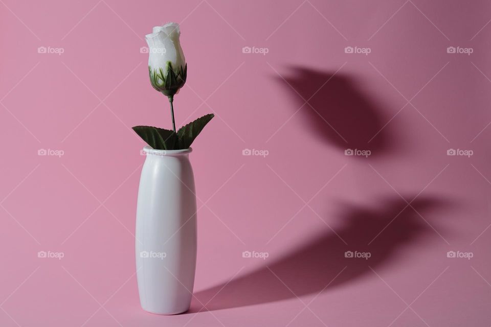 A white tulip in a vase with shadow on a pink background