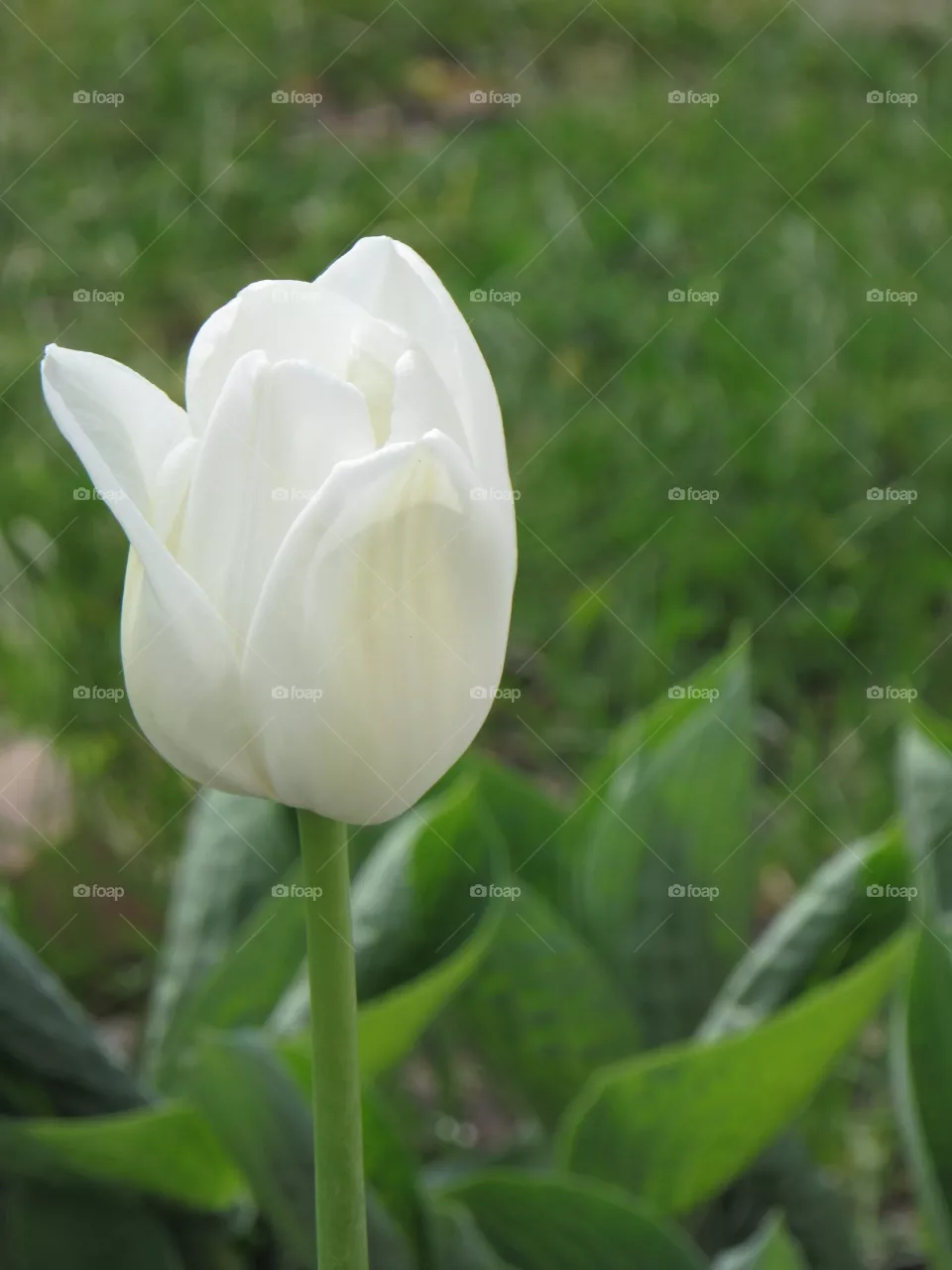 White tulips 