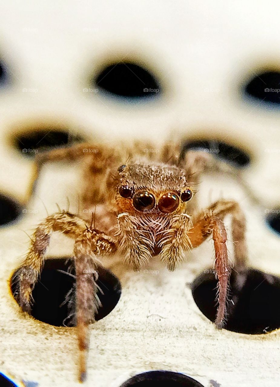 jump spider