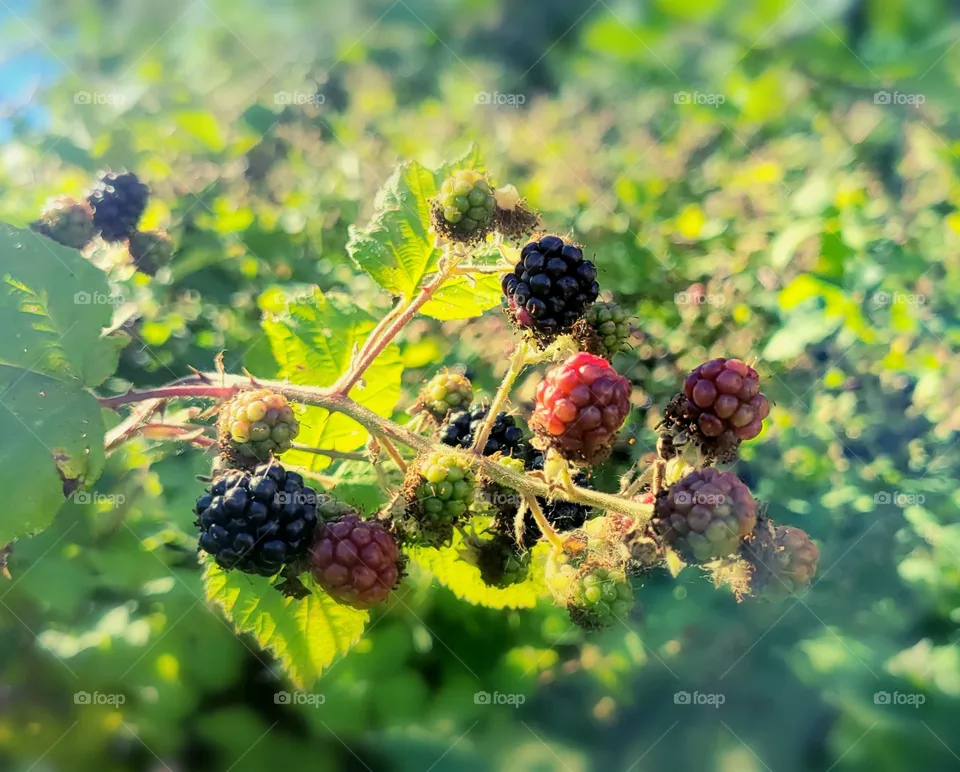 summer berries
