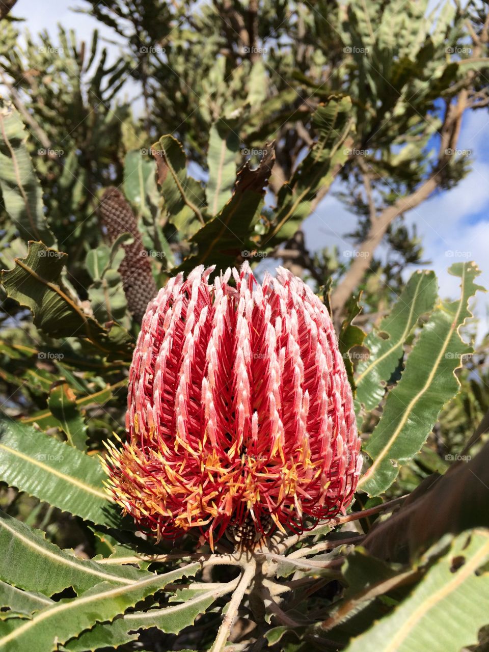 Beautiful banksia blooms in Bold Park Perth on a Spring bush walk to spot wildflowers and native plants 