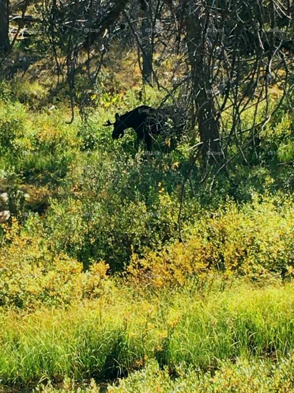 Moose in the Mountain