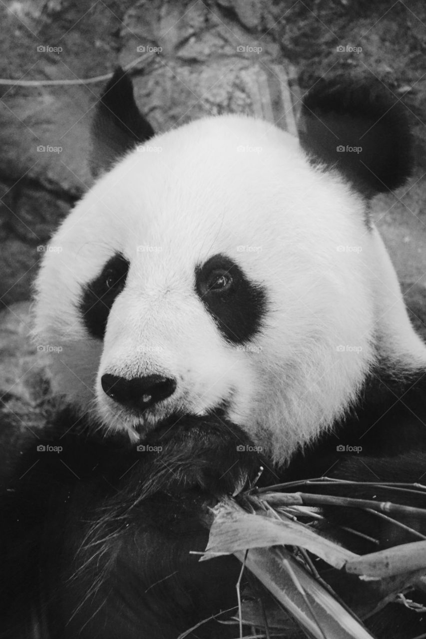 Panda eating bamboo in zoo