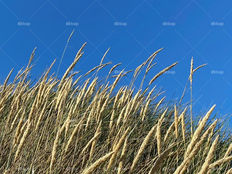 Kontrast: gelber Strandhafer vor tief blauem Himmel/ yellow beach gras in Front of deep blue sky