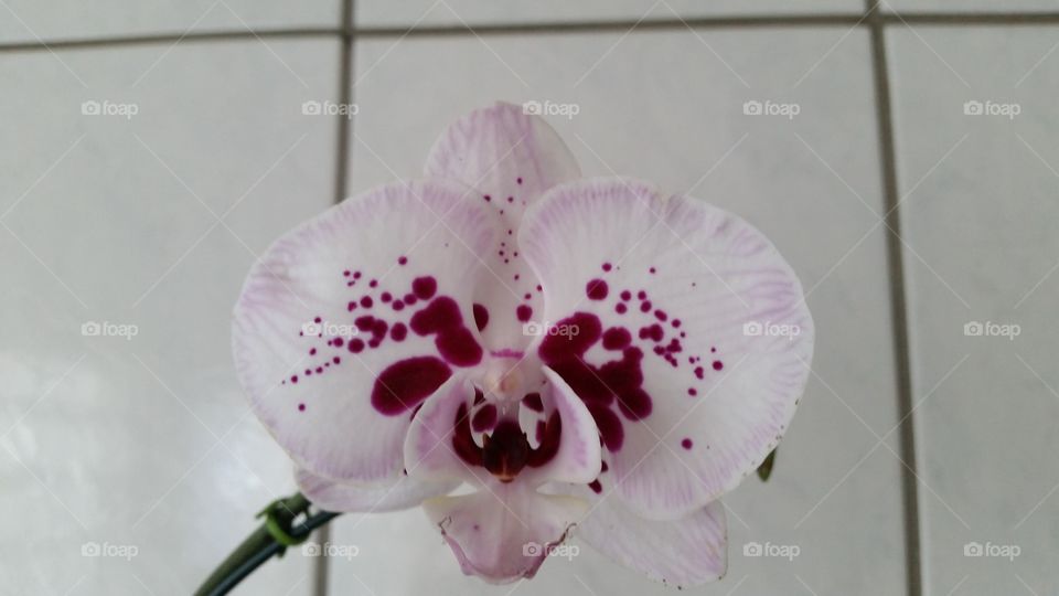 orquídea