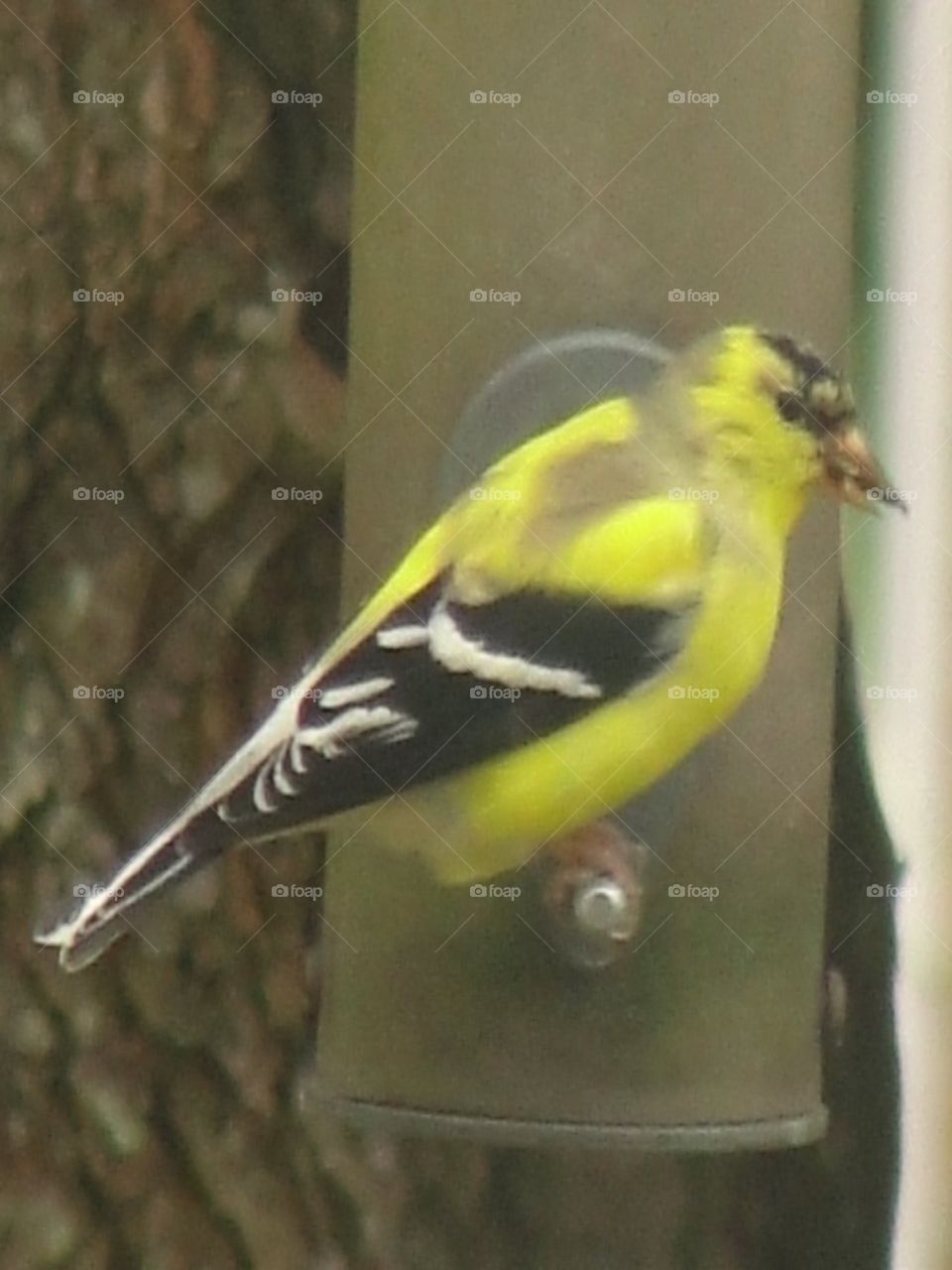 yellow bird