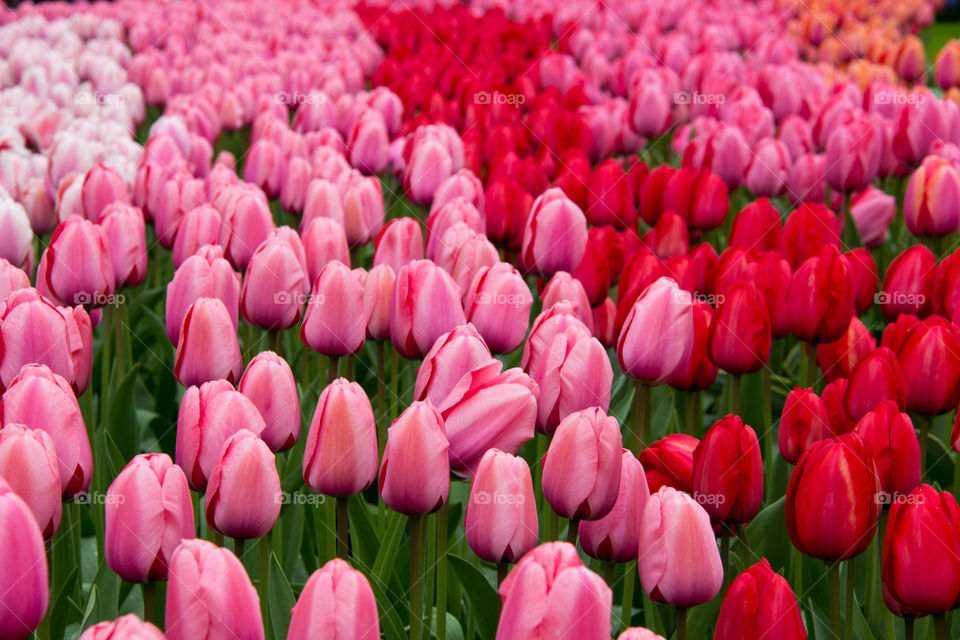 Tulips field