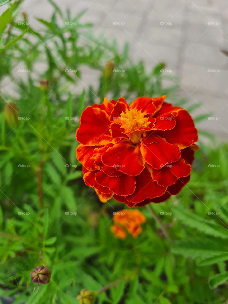 Tagetes flower