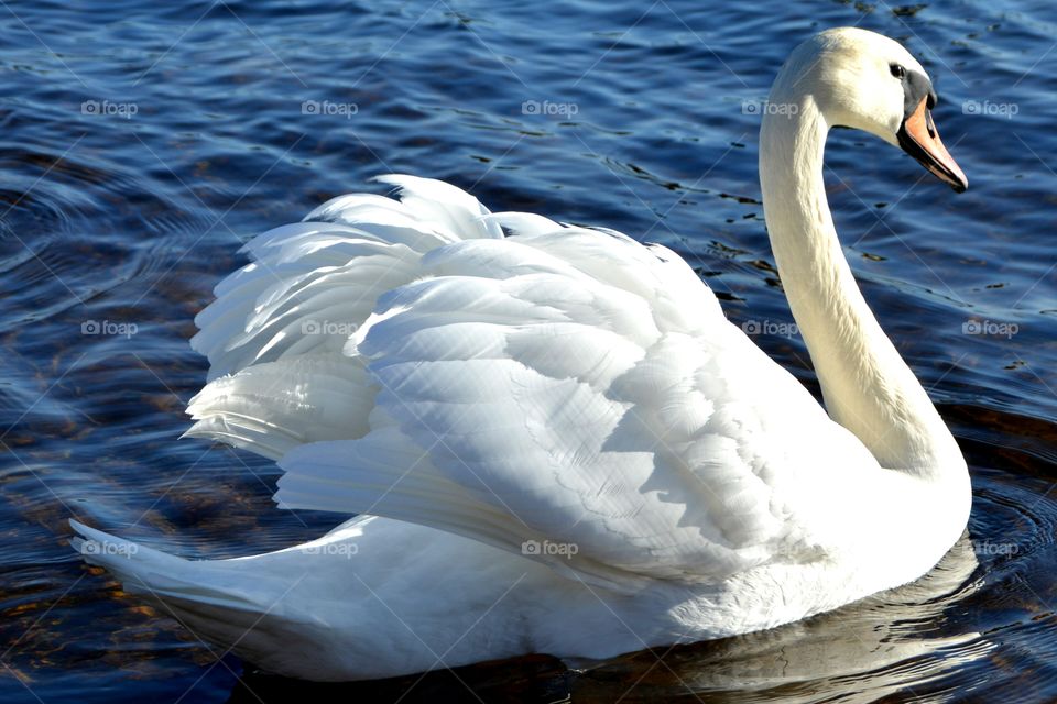 Beautiful white sawn swimming on water