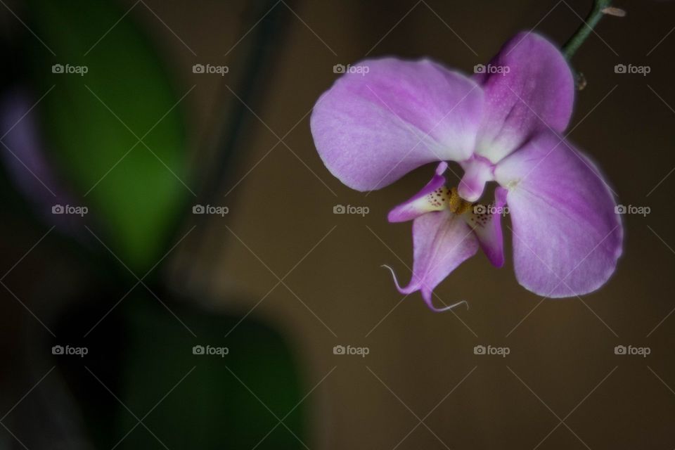 orchid. my orchid