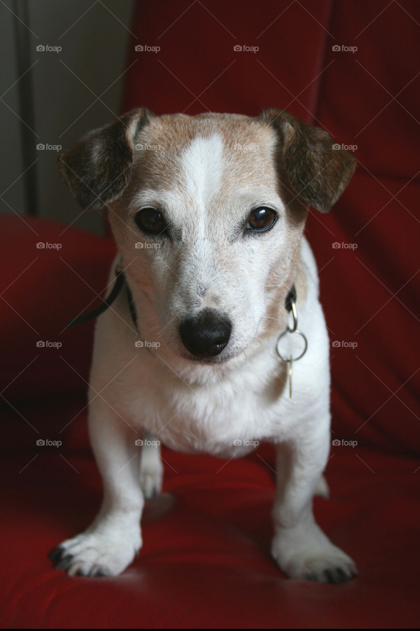 Jack Russell Terier