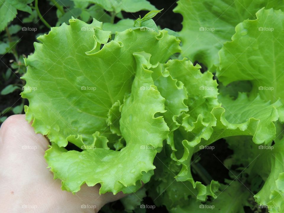 Food, Lettuce, Vegetable, Leaf, Flora