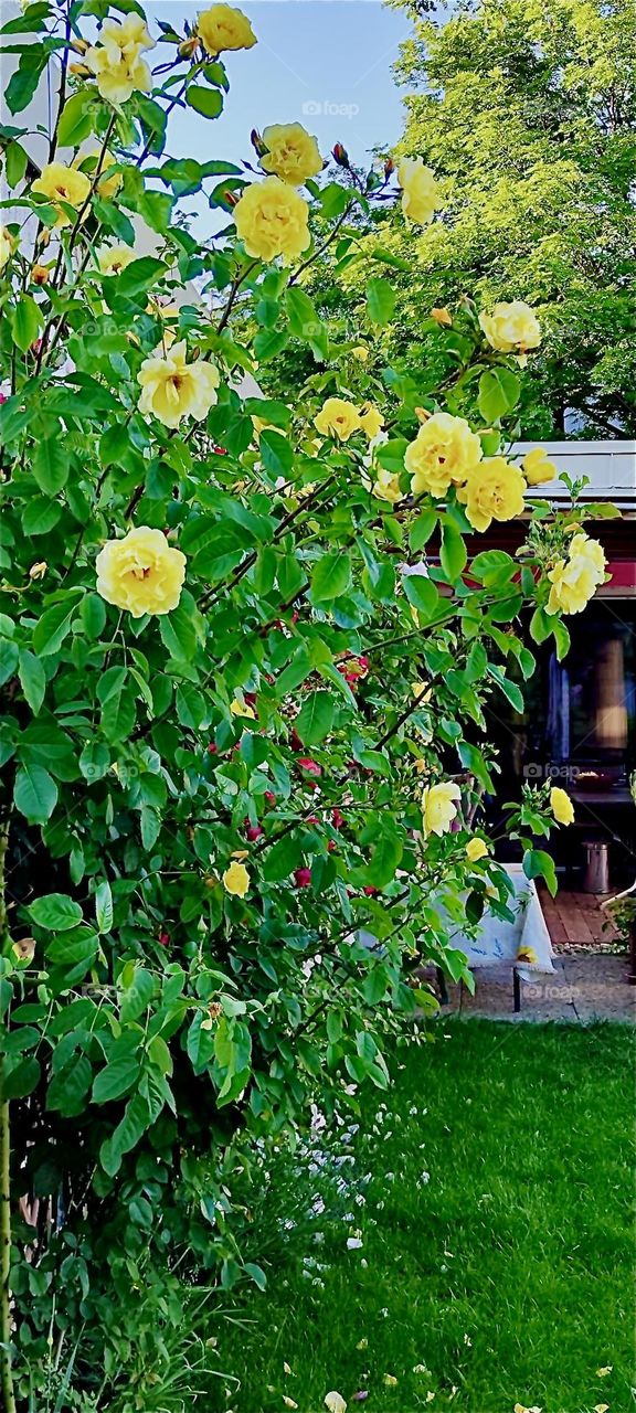 These gorgeous yellow rose bushes are growing in a beautiful garden in rural „Lower Bavaria“, Germany. 2024. Hypnotic Productions