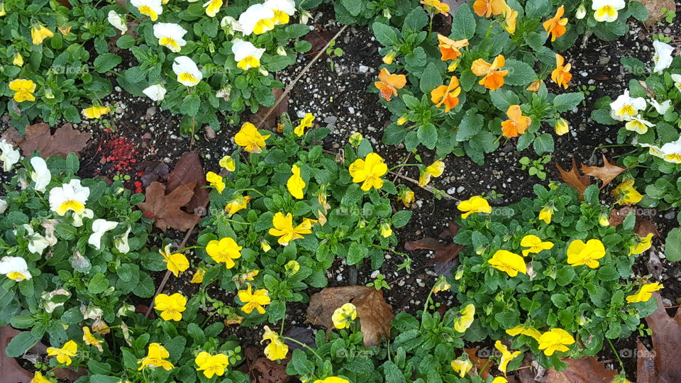 flower beds where I work