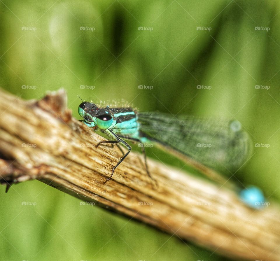 Damselflies In Close Up. A close up of a damselfly bug with attitude. A staring bug with big eyes.