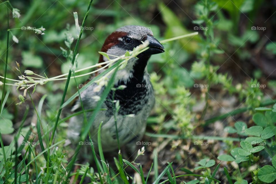 Bird collecting nest materials