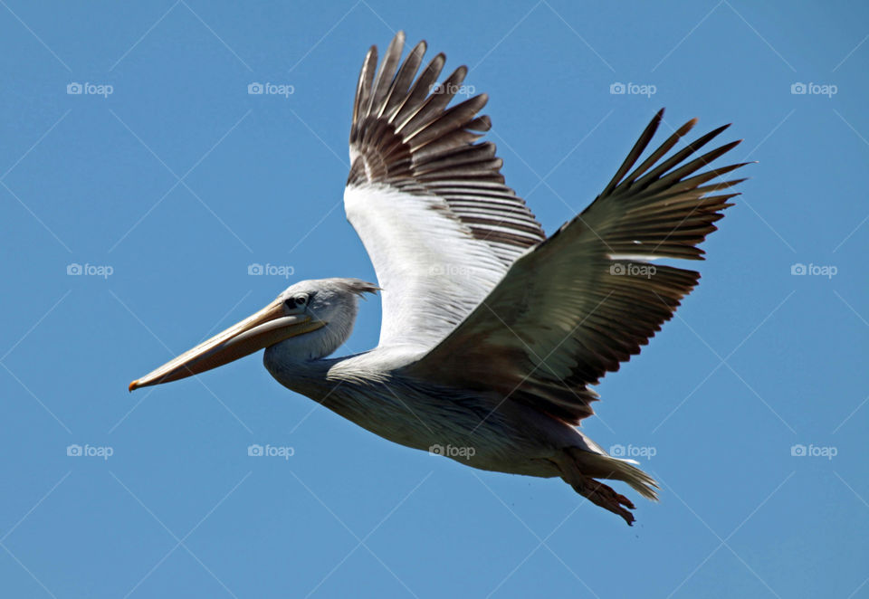 Pelican road n mid air flight