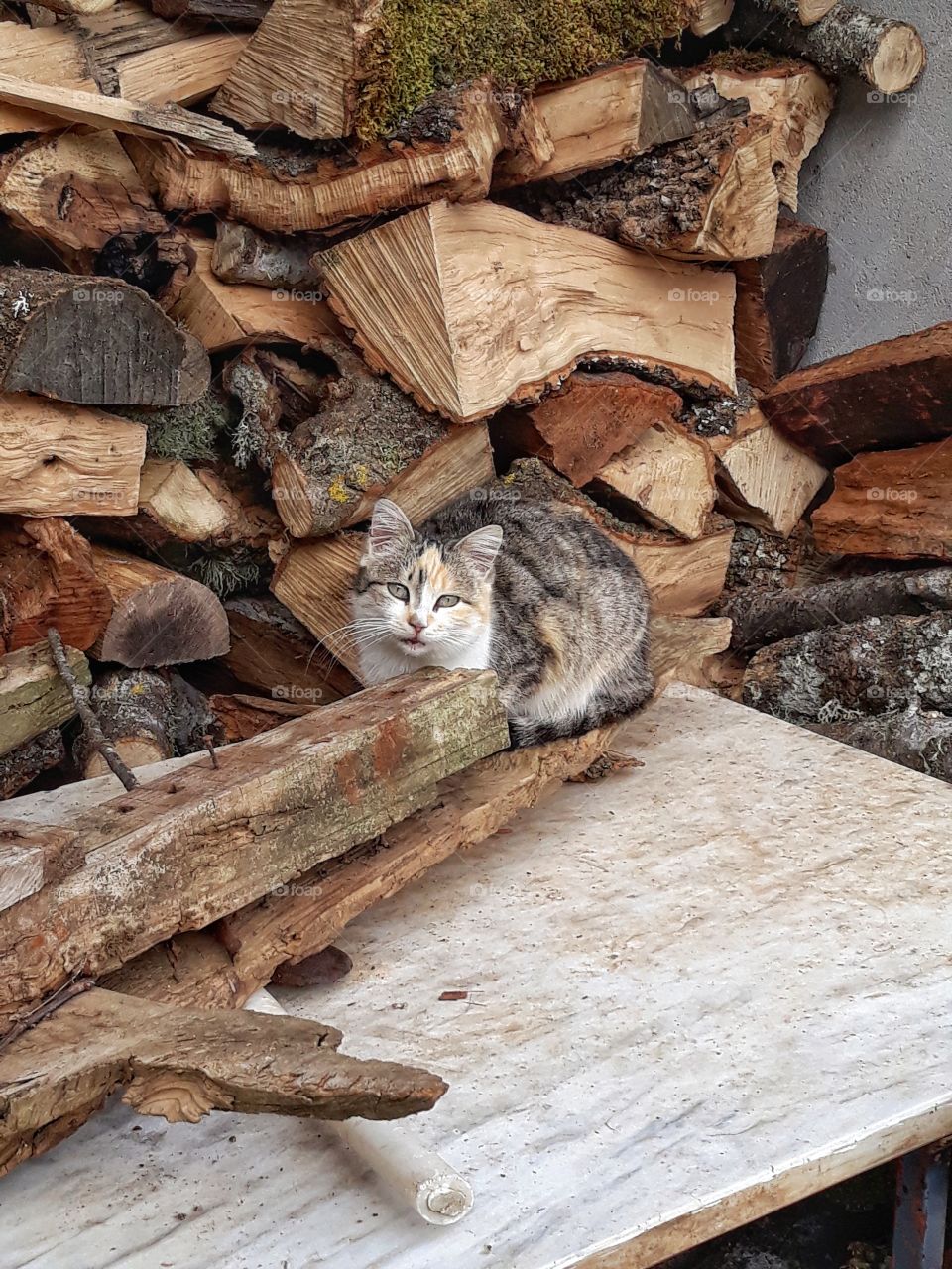 Hiding in the firewood