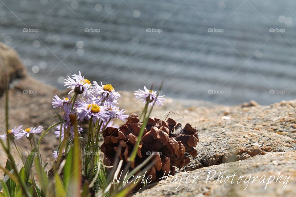 Pine cone By The Lake