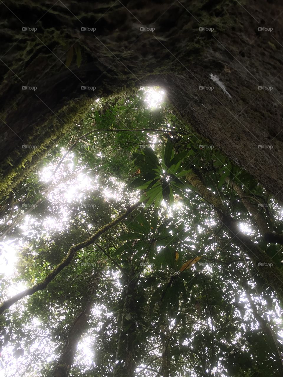 Light through trees looking up Amazon rainforest 