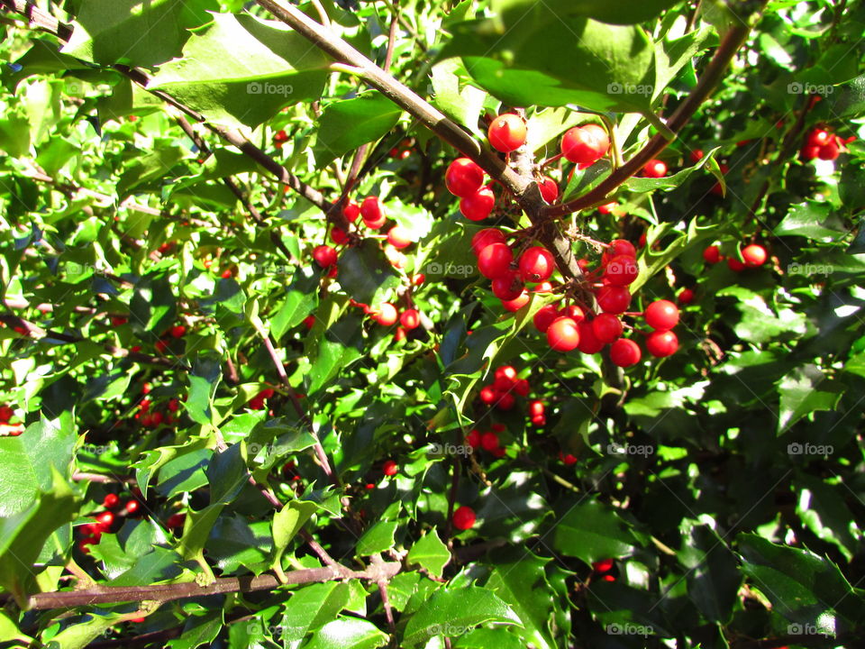 A holly bush ripe with red berries