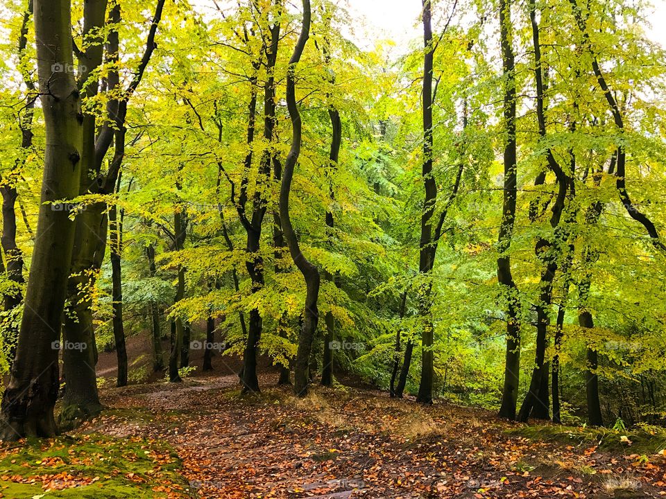 Wood, Leaf, Fall, Tree, Landscape