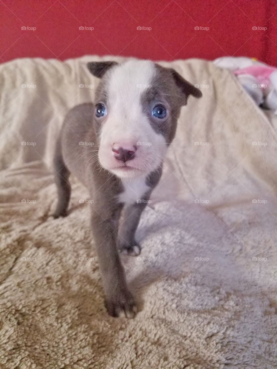 4 week old pup