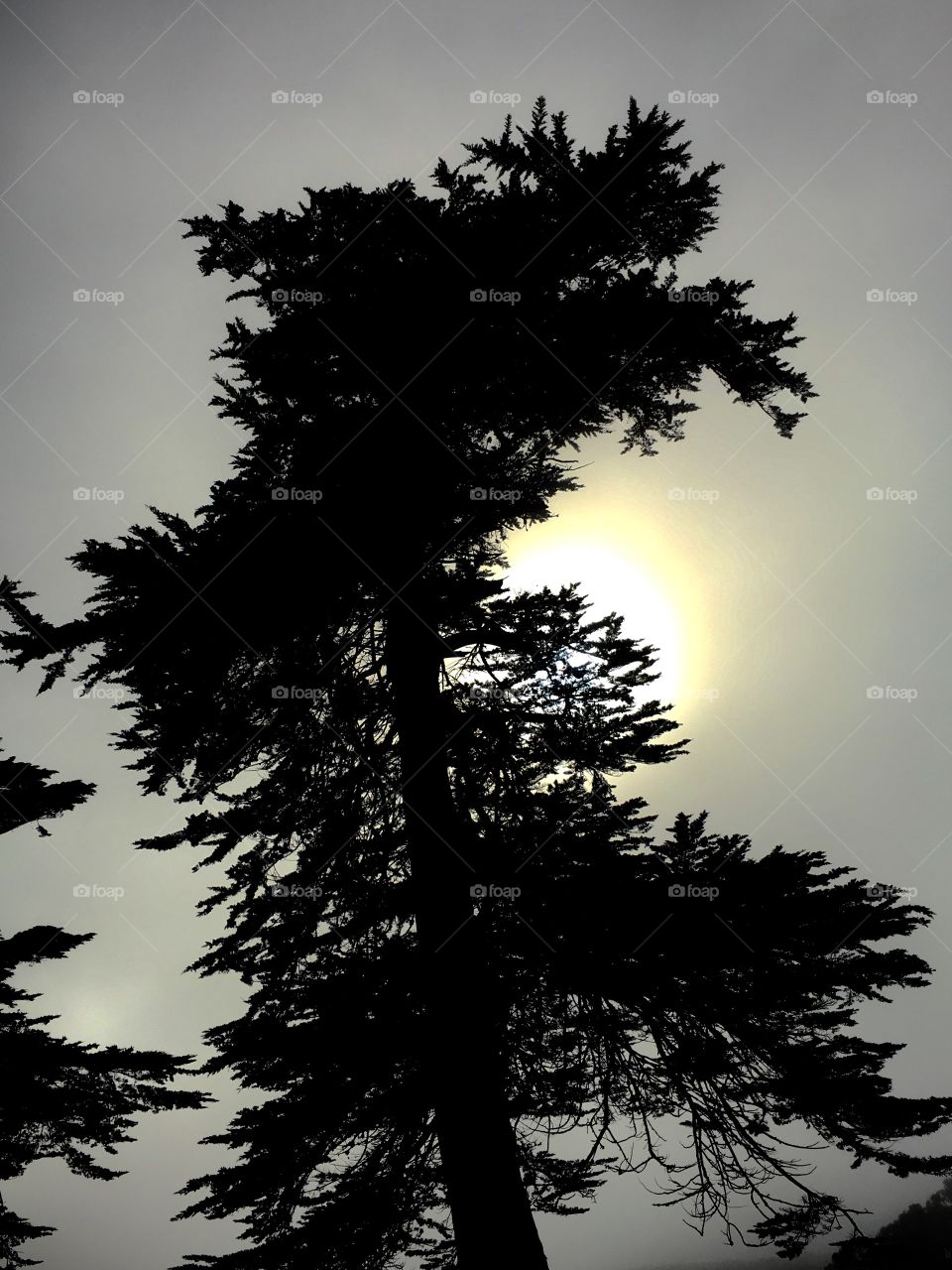 Tree with sun
