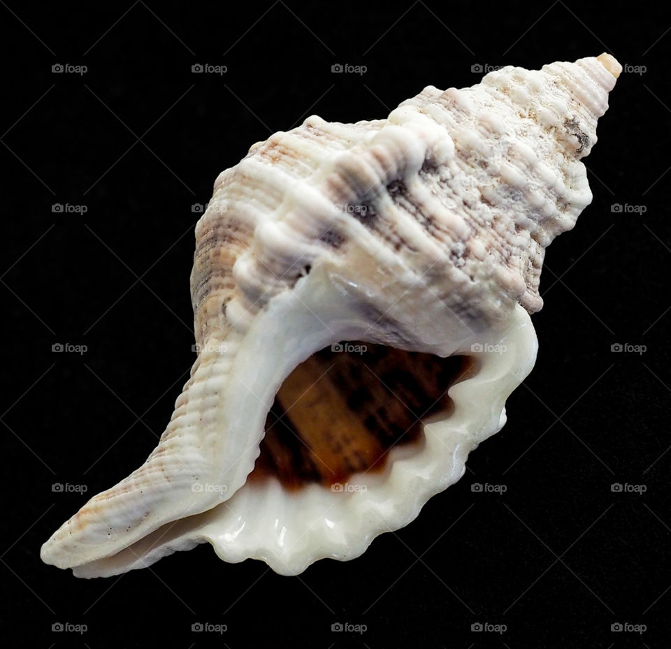 Shell