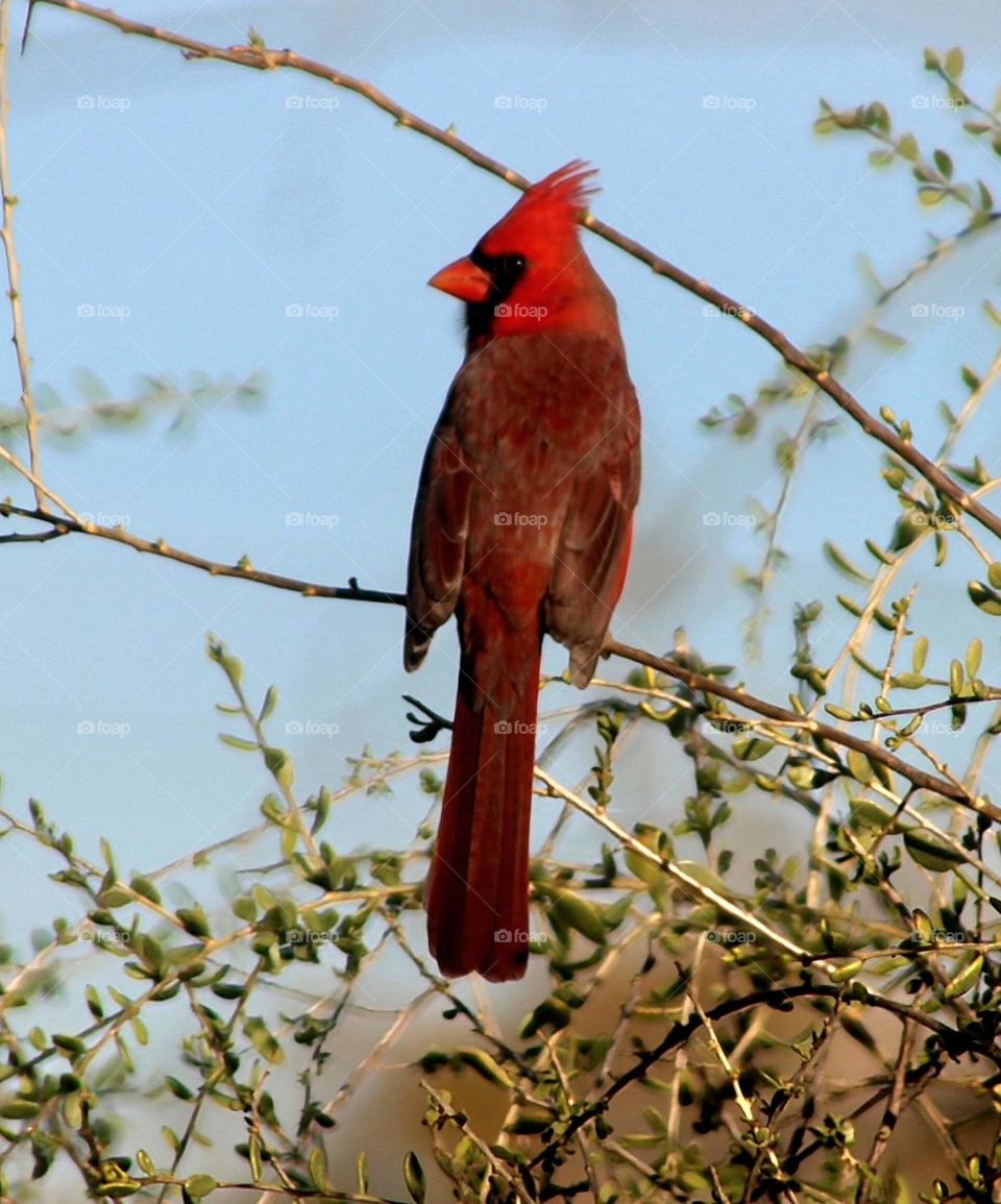 Beautiful Cardinal on a Branch