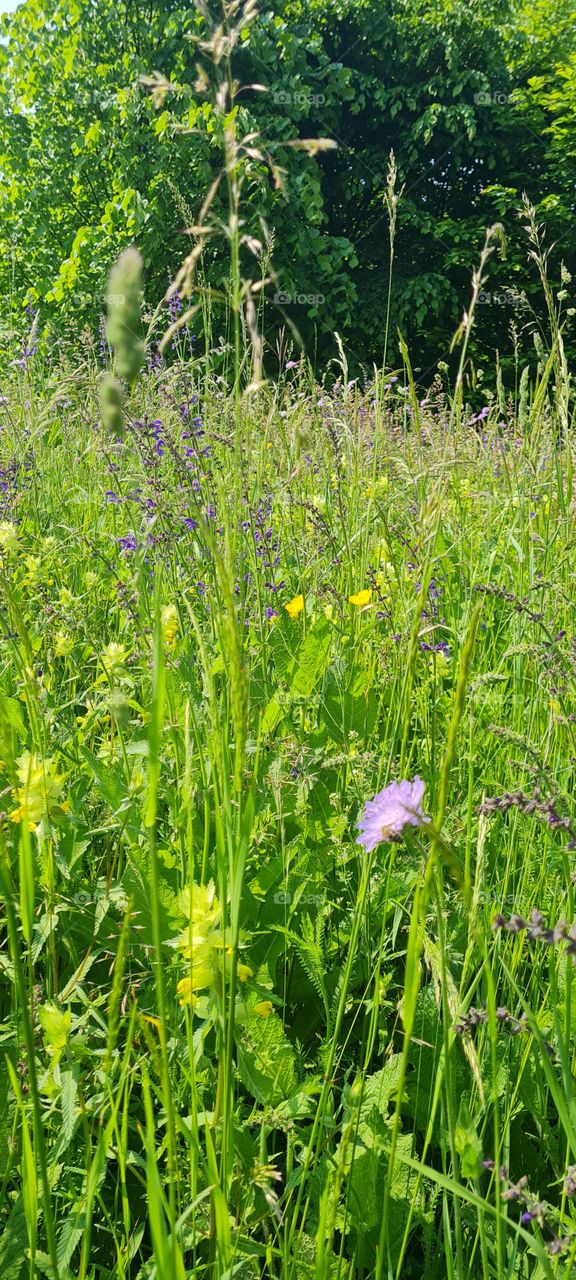 meadow flower