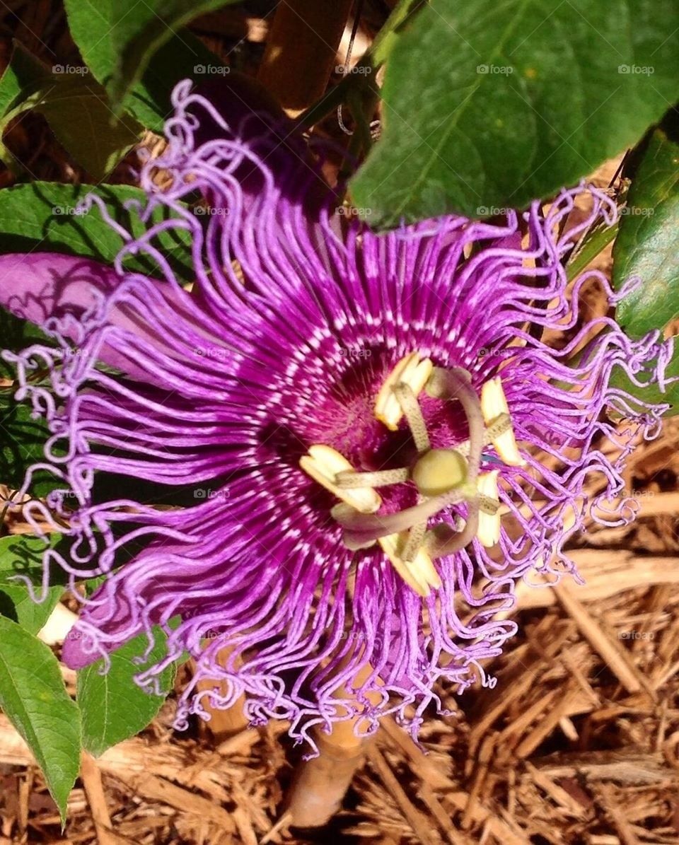 Passion flower 
