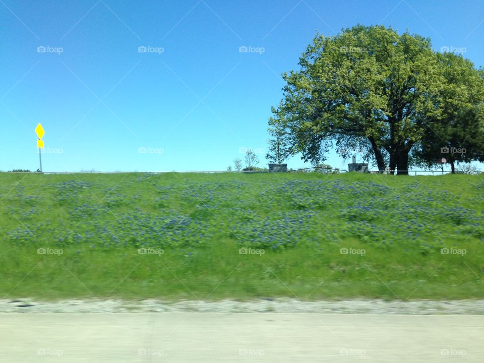 Spring bluebonnets on Texas highway