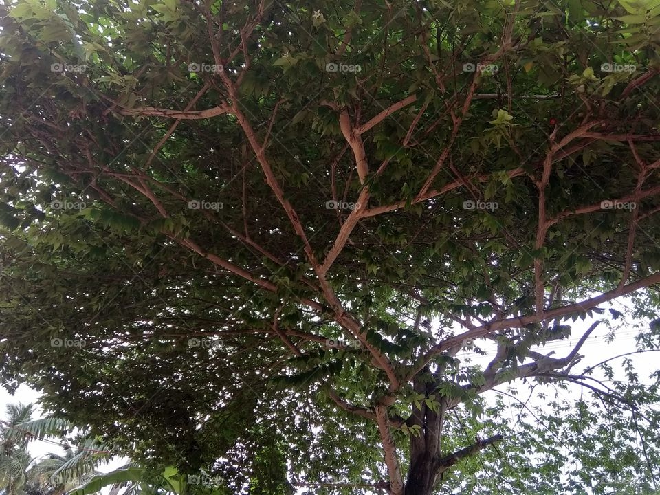 tree